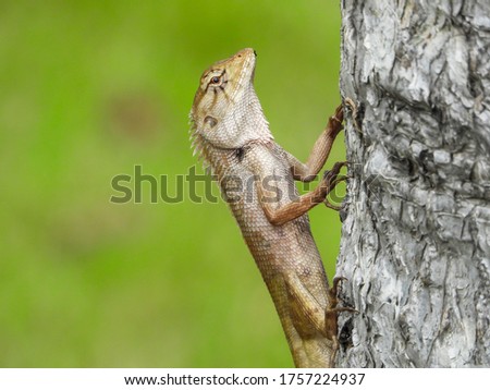 Close up Lizard, (Iguana, Gecko, Skink) crawling on the branch