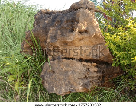 Stone embedded in the ground in a park,and overgrown with several types of plants.this picture contain soft focus and little noise.