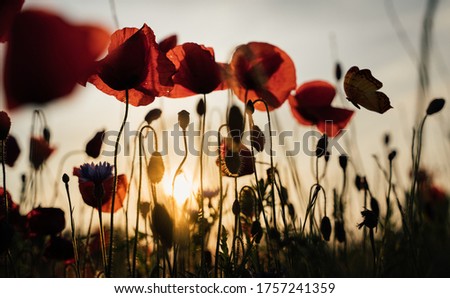 Poppy on a field in the sunset