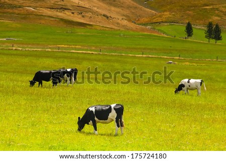 New Zealand landscape with farmland and grazing cows, calves