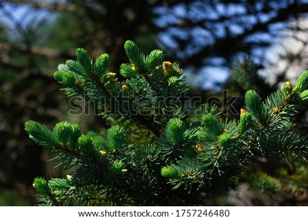 Close up photo of spruce tree branches. Natural green textured background. Fir branch seamless pattern. Christmas tree branch texture. Natural ornament. Textured background.