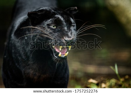 Black Panther in the jungle