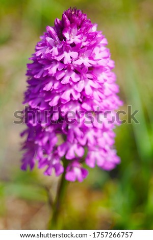 macro closeup of purple pink flowers of a hardy terrestrial European Anacamptis pyramidalis marsh pyramidal orchid in green  forest meadow field 