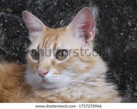 yellow cat with green eyes and black background