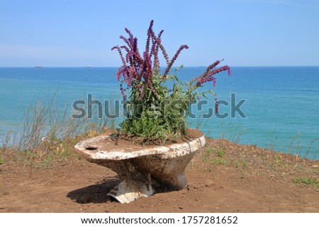 The photo was taken in a suburb of the city of Chernomorsk, on public slopes near the Black Sea coast. The picture shows someone's joke in the form of landscaping with an old toilet.