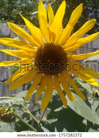 This is picture of sun flower