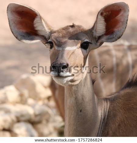 Antelope posing for a picture in desert