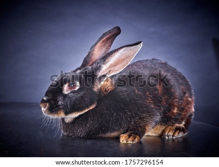 portrait funny rabbit on studio 
