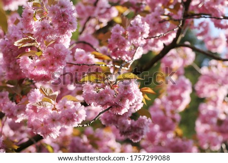 Gorgeous flowering Cherry tree. Background with flowers on a spring day.