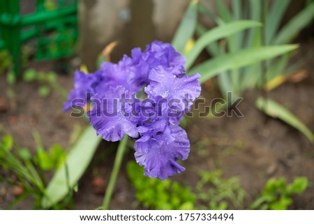  violet flowers in the garden