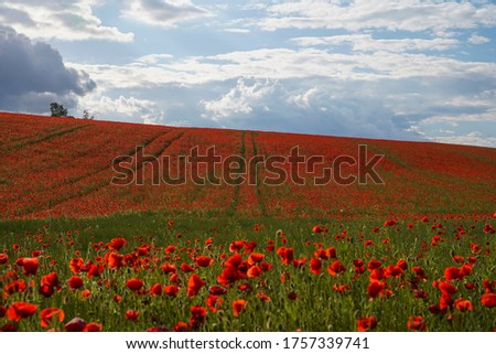 Red poppies grow on a spring meadow. A road in the middle of the field. Gray clouds in the sky. Soft focus blurred background. Europe Hungary