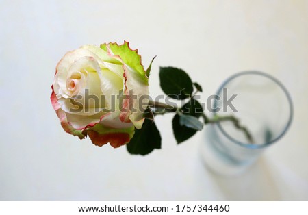 Top view of bicolor rose, white-red, in a glass vase isolated on white background. Selective focus. 