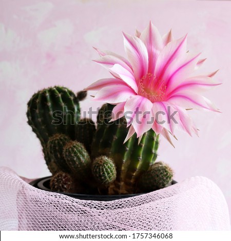 Easter Lily Cactus with flower isolated on white background with shades of pink. Echinopsis oxygona. 