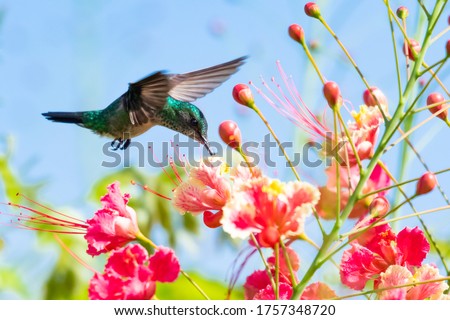 A female Blue-chinned Sapphire hummingbird feeding on the Pride of Barbados flowers with the blue sky as a back drop. Royalty-Free Stock Photo #1757348720