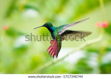 A Black-throated Mango hummingbird hovering with his tail flared and lush foliage blurred in the background. Royalty-Free Stock Photo #1757348744