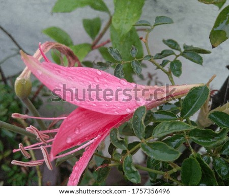Rain drops in the petals of pink flower of green leaves plant growing in the garden, nature photography