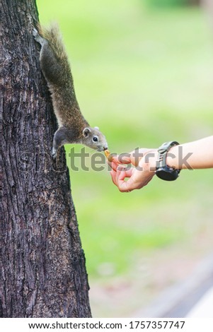 squirrel feeding from human hand on trees in the park