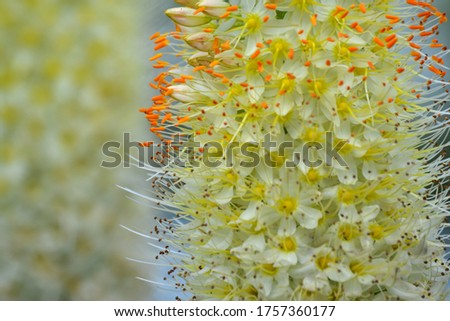 Beautiful yellow flowers. Macro photo