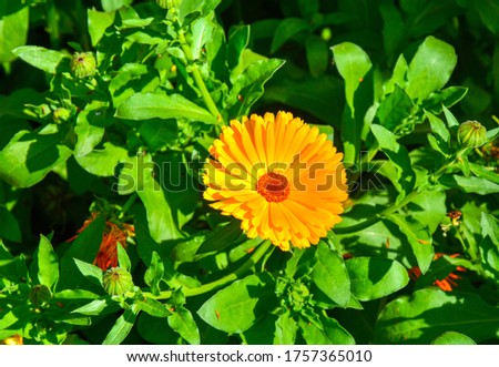 A shot of the beautiful, yellow and blossomed Marigold flower gleaming under the sun