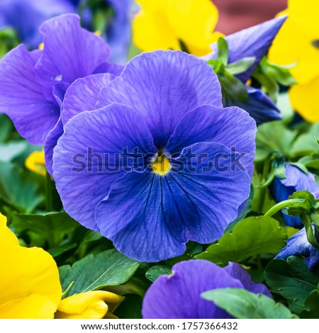 Blue and yellow pansy, purple hortensis, garden flowers. Floral background, wild viola. Gardening concept. Single flower close-up.