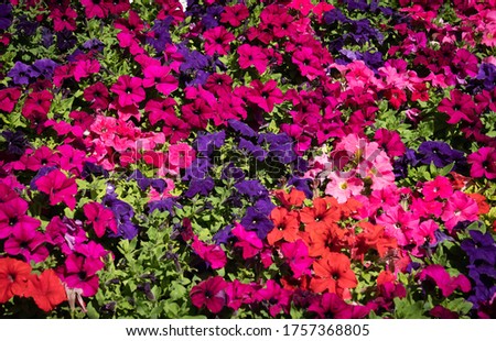 Image of multi-colored petunias blooming in a flowerbed on the Amalfi Coast, Italy