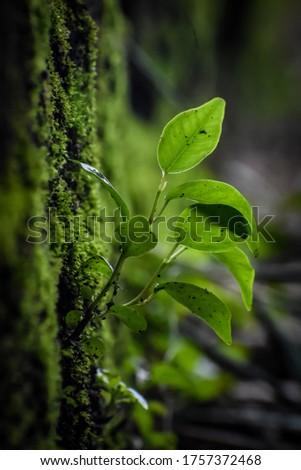 close up image of  green plant 