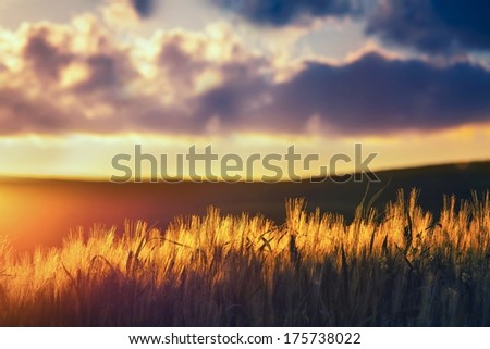 Sunset in the open country-focus with shallow depth of field