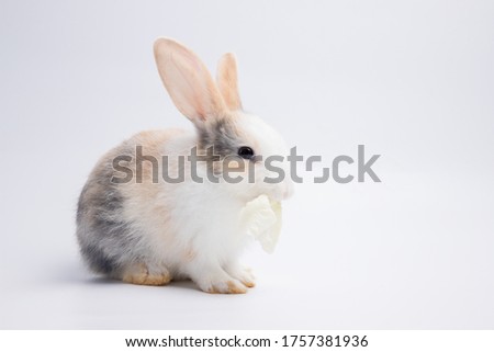Little white and brown rabbit eating cabbage on isolated white or old rose background at studio. It's small mammals in the family Leporidae of the order Lagomorpha. Animal studio portrait.