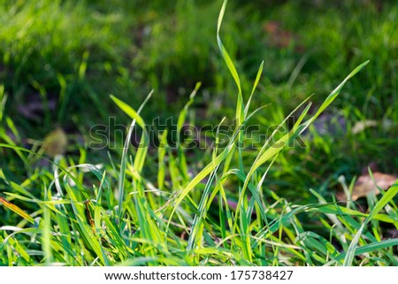 Young green grass