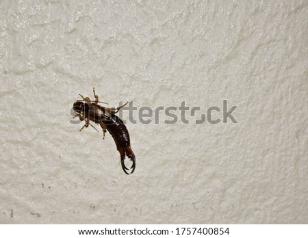 A closeup shot of an Earwig Pincer bug climbing on a textured wall