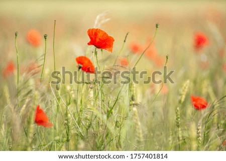 Cereal field with poppy flowers in spring