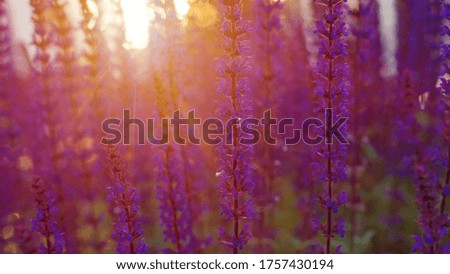 Violet lavender field at soft light. Sunset over a violet lavender field. Landscape with lavender flowers at sunlight, sunny colors and blur background.