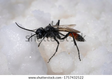 Small insect with a stinger crawling around a white background