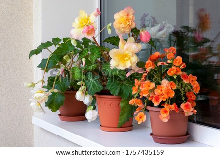 Different types of begonias with lush bright flowers in pots on the balcony.  Royalty-Free Stock Photo #1757435159