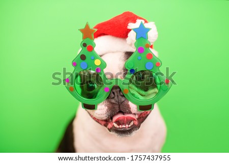 A happy and cheerful Boston Terrier dog in a Santa Claus hat and decorative glasses in the form of a Christmas tree on a green background.
