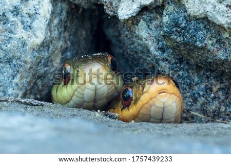 Two Garter Snakes Keeping Lookout Royalty-Free Stock Photo #1757439233
