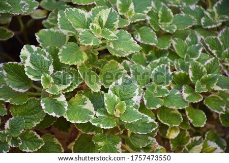 Swedish Ivy Plectranthus Variegata (Plectranthus coleoides) in plant box container in the balcony (home garden), green and white leaves close up, strong aroma keeps away flies and bugs from home. Royalty-Free Stock Photo #1757473550