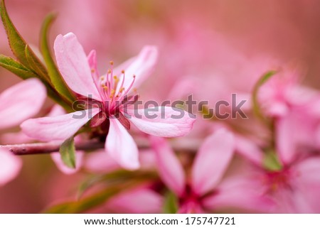 Spring flowers on apple tree branches