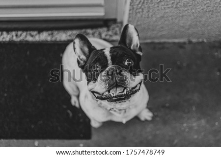 cute french bulldog on a black and white pic