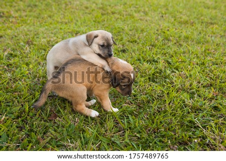 two labrador dog puppy on lawn, just one month old