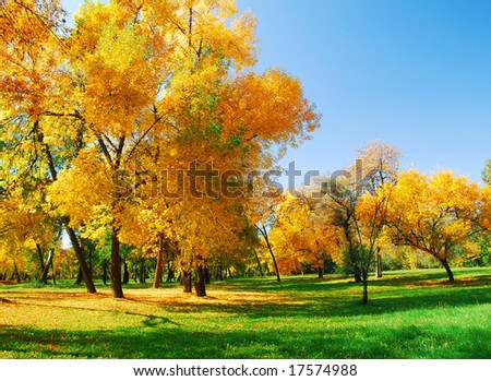 Trees and leaves at the park in autumn Royalty-Free Stock Photo #17574988