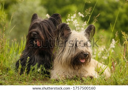 Two Skye Terriers in the summer grass Royalty-Free Stock Photo #1757500160