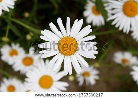many daisies in the field, macro photo of daisies