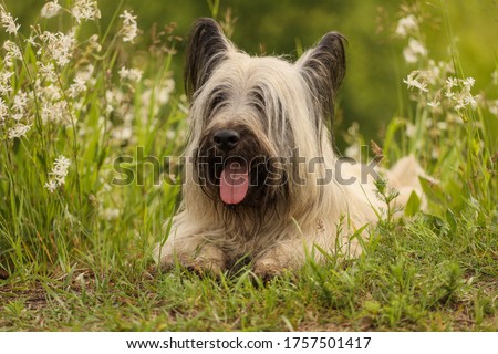 Skye Terrier  in the summer grass Royalty-Free Stock Photo #1757501417