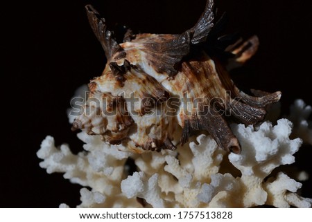 white coral and seashell on a black background