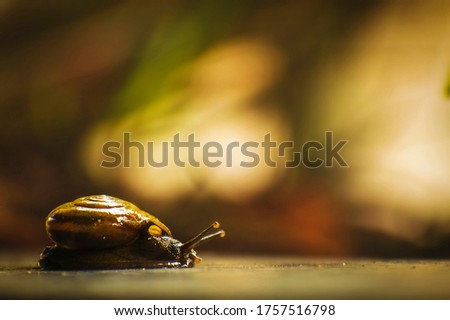 A photograph of a snail(Lymnaeidae). The focus is on the right tentacle. The background is blurred. It can be used a background image.