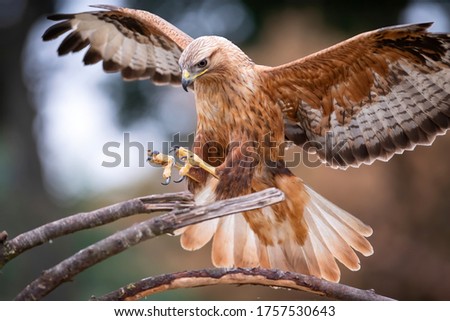 Long legged buzzard (Buteo rufinus) landing on a branch in the Netherlands Royalty-Free Stock Photo #1757530643