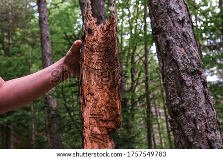 Inside of a large piece of beech tree bark in the forest in natural light
