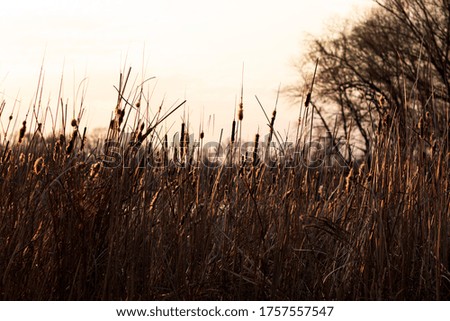 The photo of tall reeds and field grass were shot close-up on a background of blurry trees and sky. The photo was shot in pre-sunset light for your design.