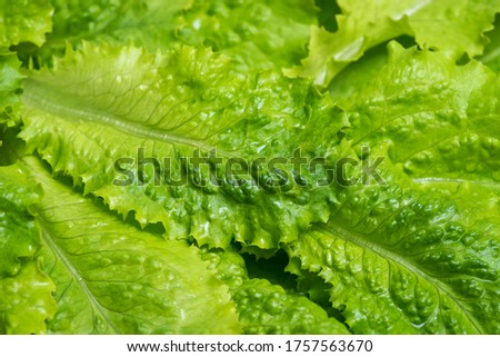 Close-up macro view of fresh green Lettuce leaves. Lettuce salad leaves foliage green background.